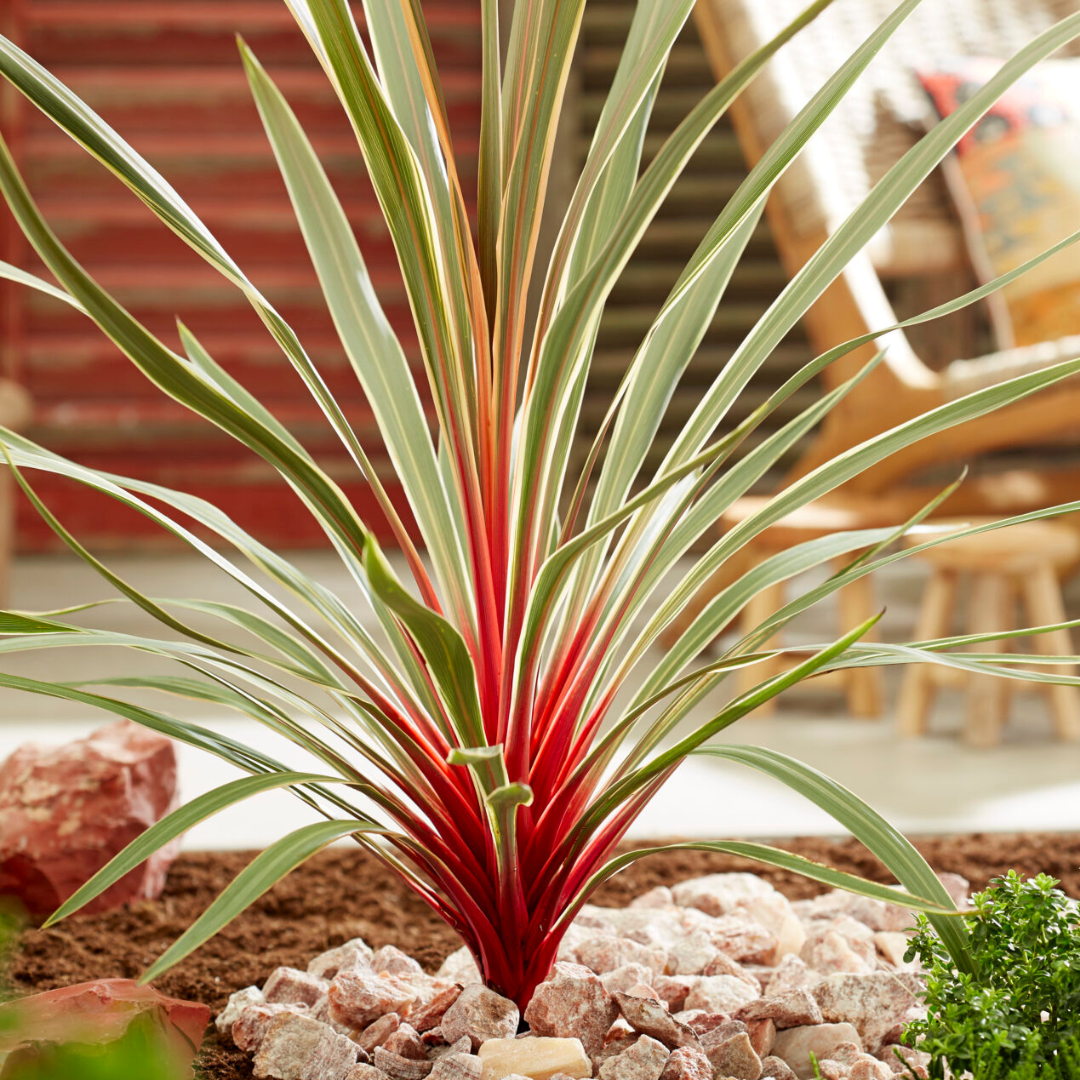 Cordyline Magic Star
