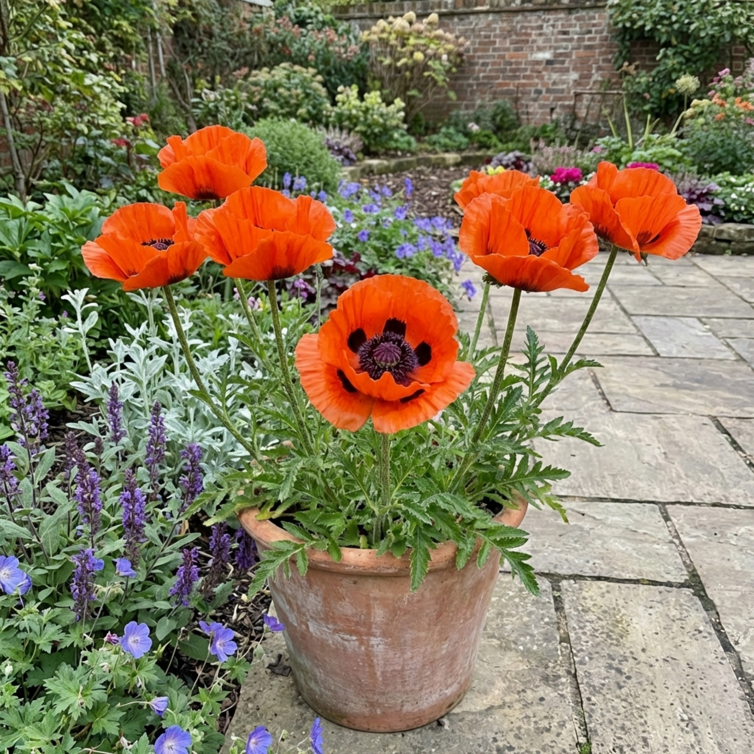 Set of 3 or 6 Papaver orientale ‘Brilliant’ Hardy Perennial Red Poppy Plants, Outdoor Garden Ready, 1 Litre Root-Ball