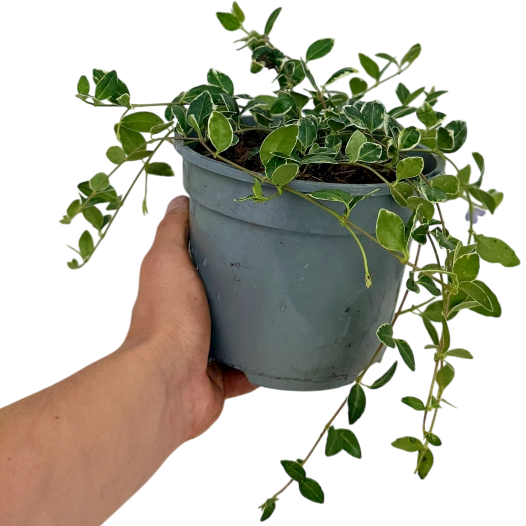 Vinca Ralph Shugert