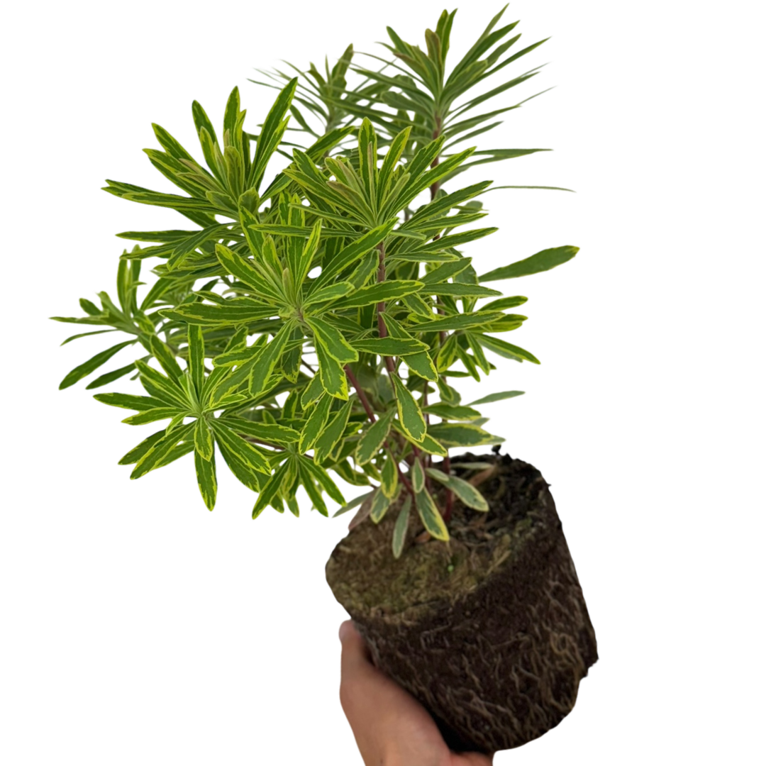 Euphorbia Ascot Rainbow
