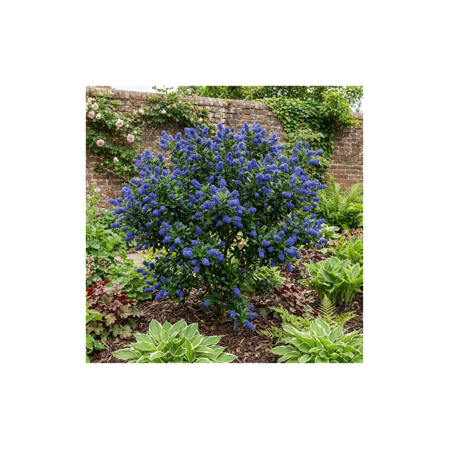 1 Ceanothus Victoria Plant, Hardy Evergreen Blue Flowering Shrub, Outdoor Garden Ready, 3 Litre Root-Ball