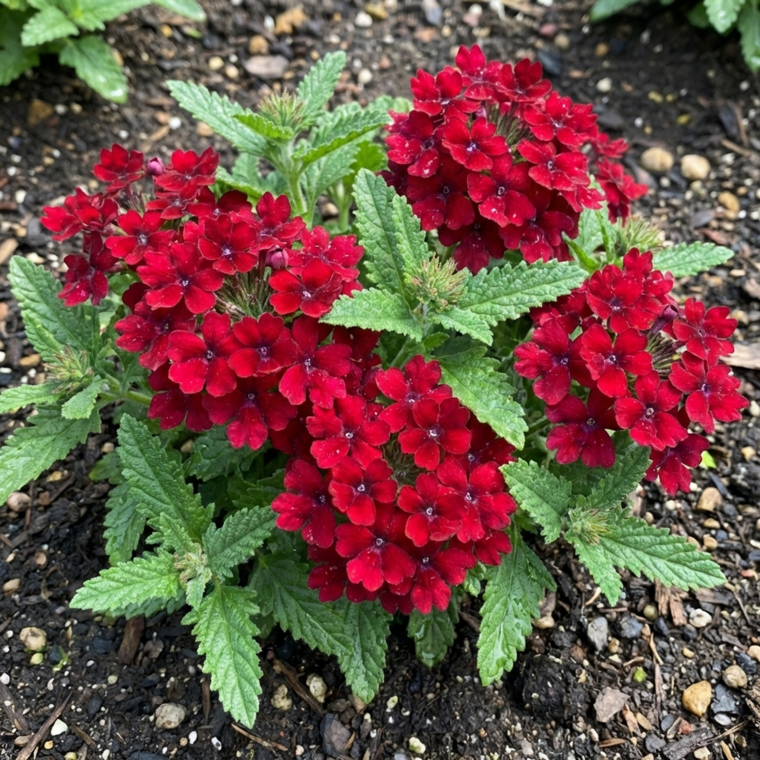 Set of 3 or 6 Verbena Trailing Deep Red Plants, Summer Flowering Bedding, Hanging Basket & Outdoor Garden Ready, 10.5cm Root Ball