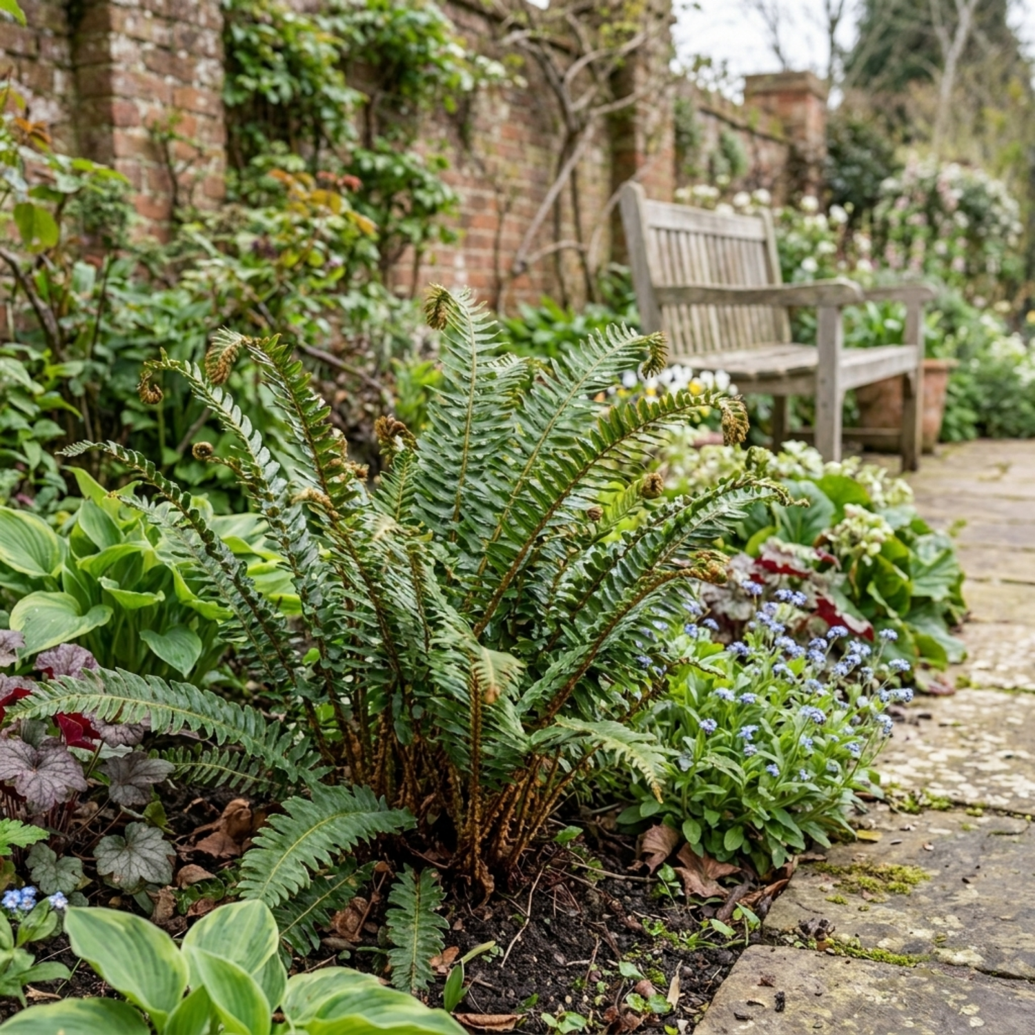 3 Japanese Tassel Fern Polystichum Polyblepharum Plants, Hardy Evergreen, 1 Litre Root Ball