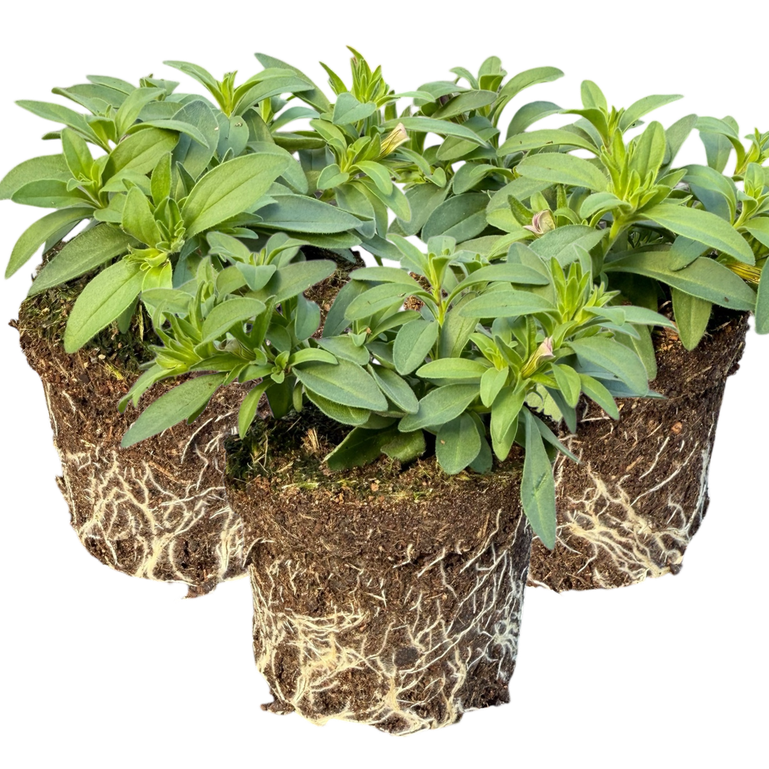 Set of 3 or 6 Large Plants - Calibrachoa Bumble Hot Pink, Outdoor Garden Ready