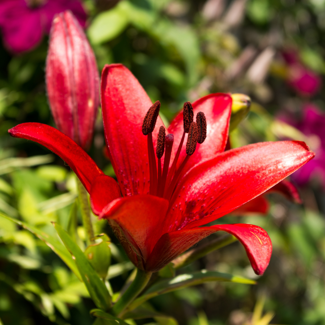 Set of 3 or 6 Large Garden Lily Plants - Asiatic Lily Red, Ready to Plant in Your Garden