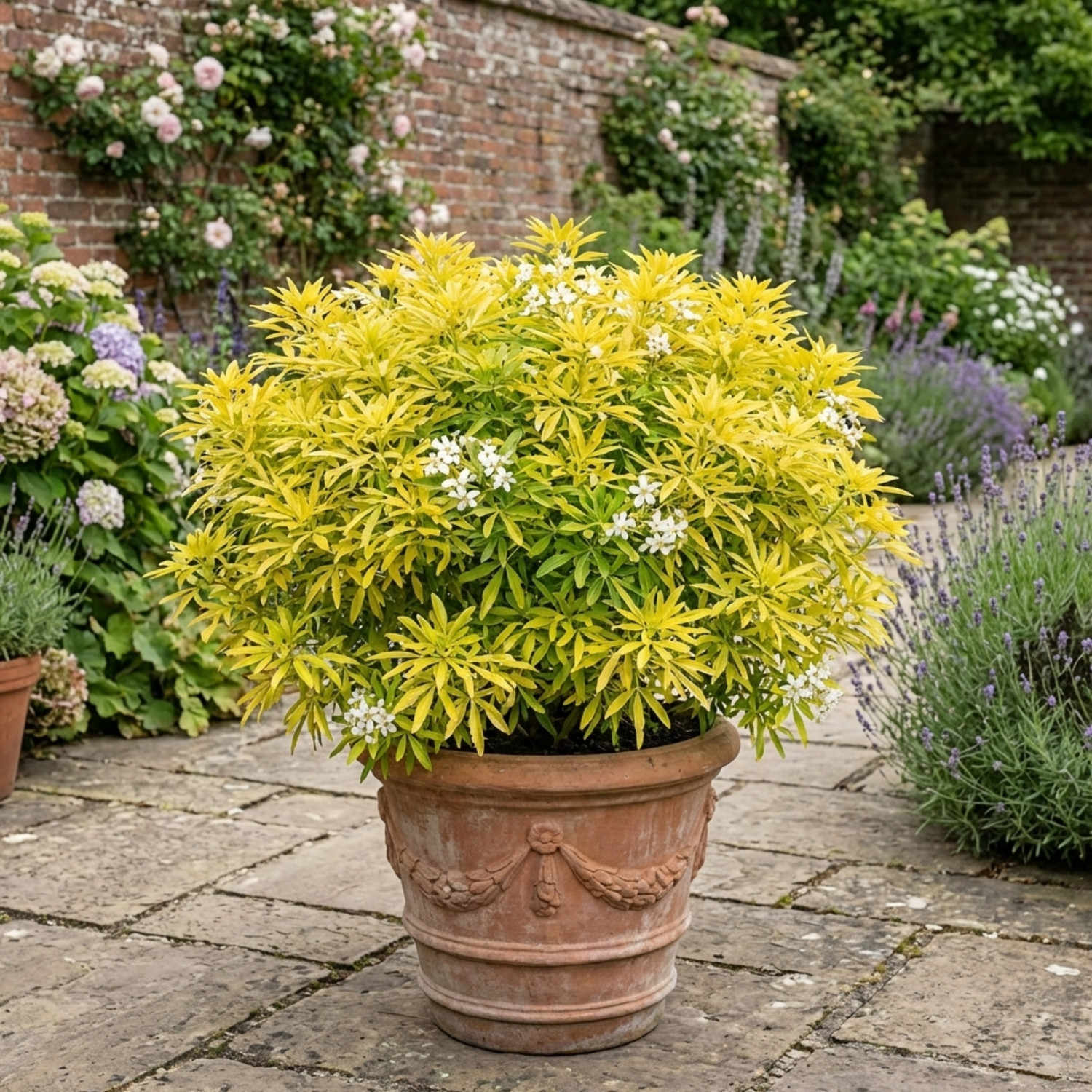 1 Choisya Goldfinger Plant, Hardy Evergreen Mexican Orange Blossom Shrub, 3L Root Ball