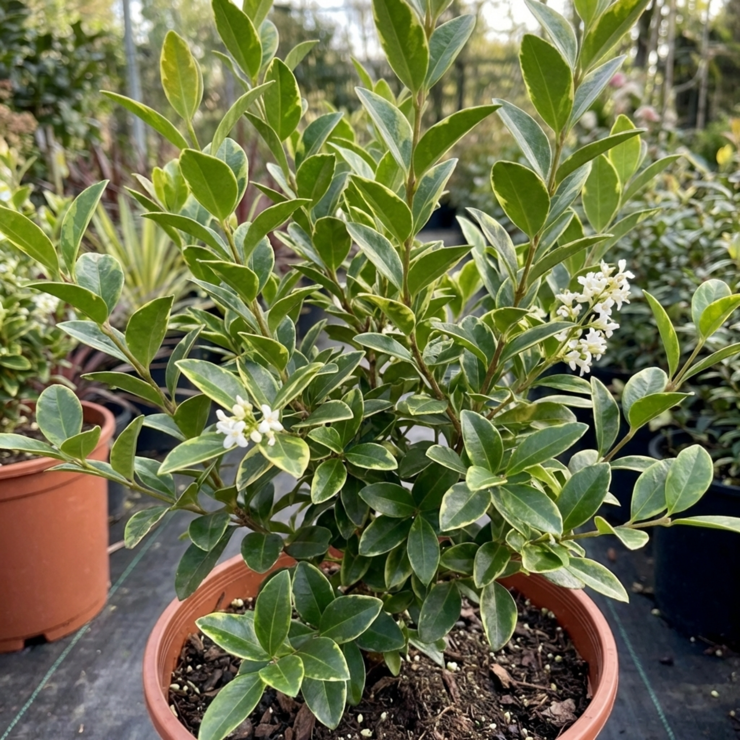 1 Ligustrum Muster Privet Hedging Plant, Fast Growing Evergreen Privacy Hedge, 19cm/3L Root Ball