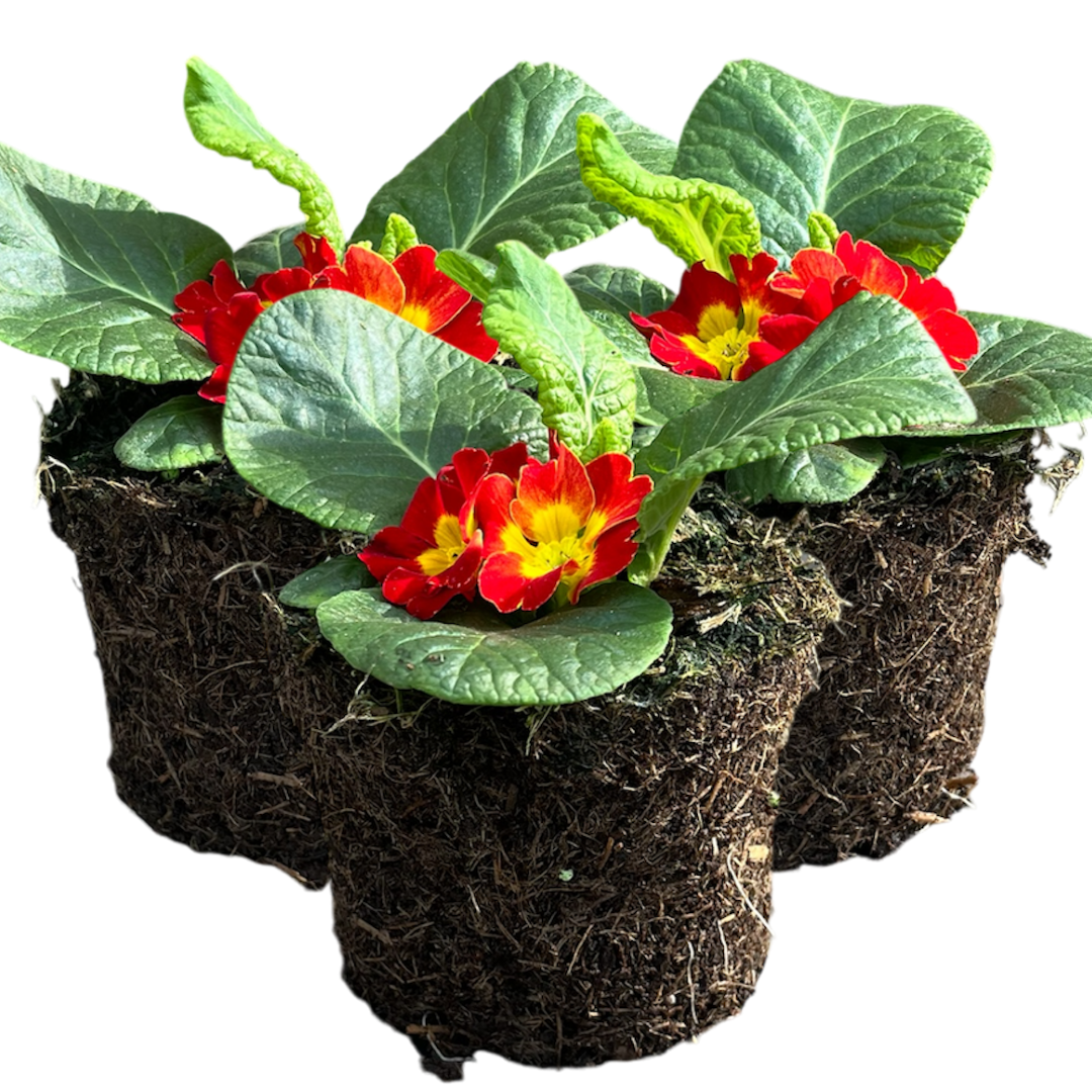 Primrose Red