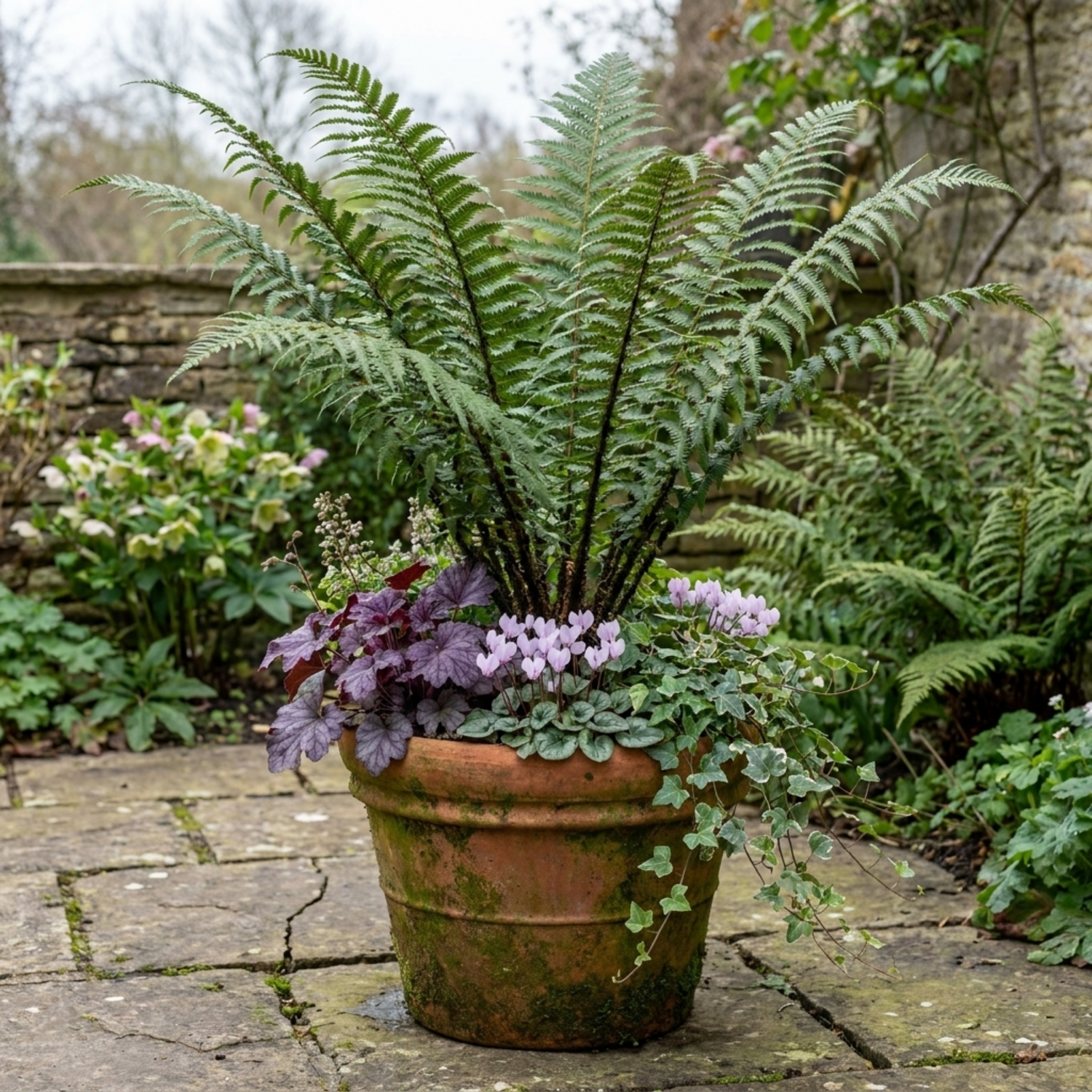 6 Shield Fern Dryopteris Atrata Hardy Perennial Plants, Outdoor Garden Ready, 1Ltr Root-Ball