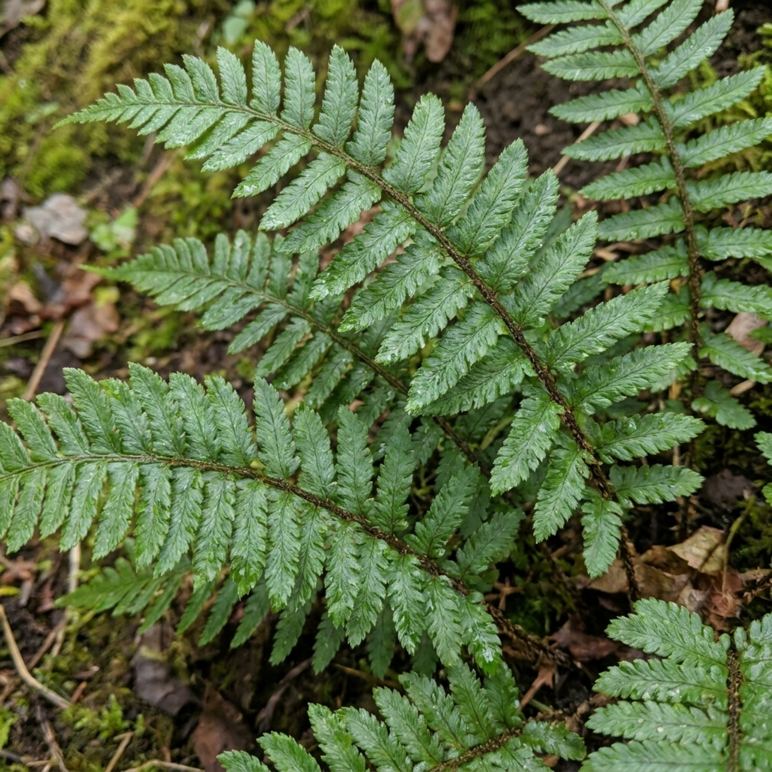 6 Braun's Holly Fern Polystichum Braunii Plants, Hardy Evergreen Perennial, 1Ltr Root-Ball
