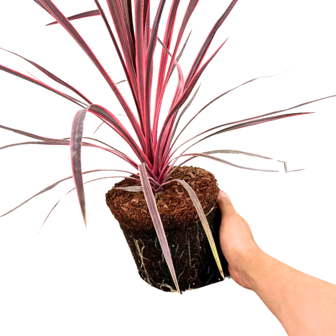 Cordyline Charlie Boy