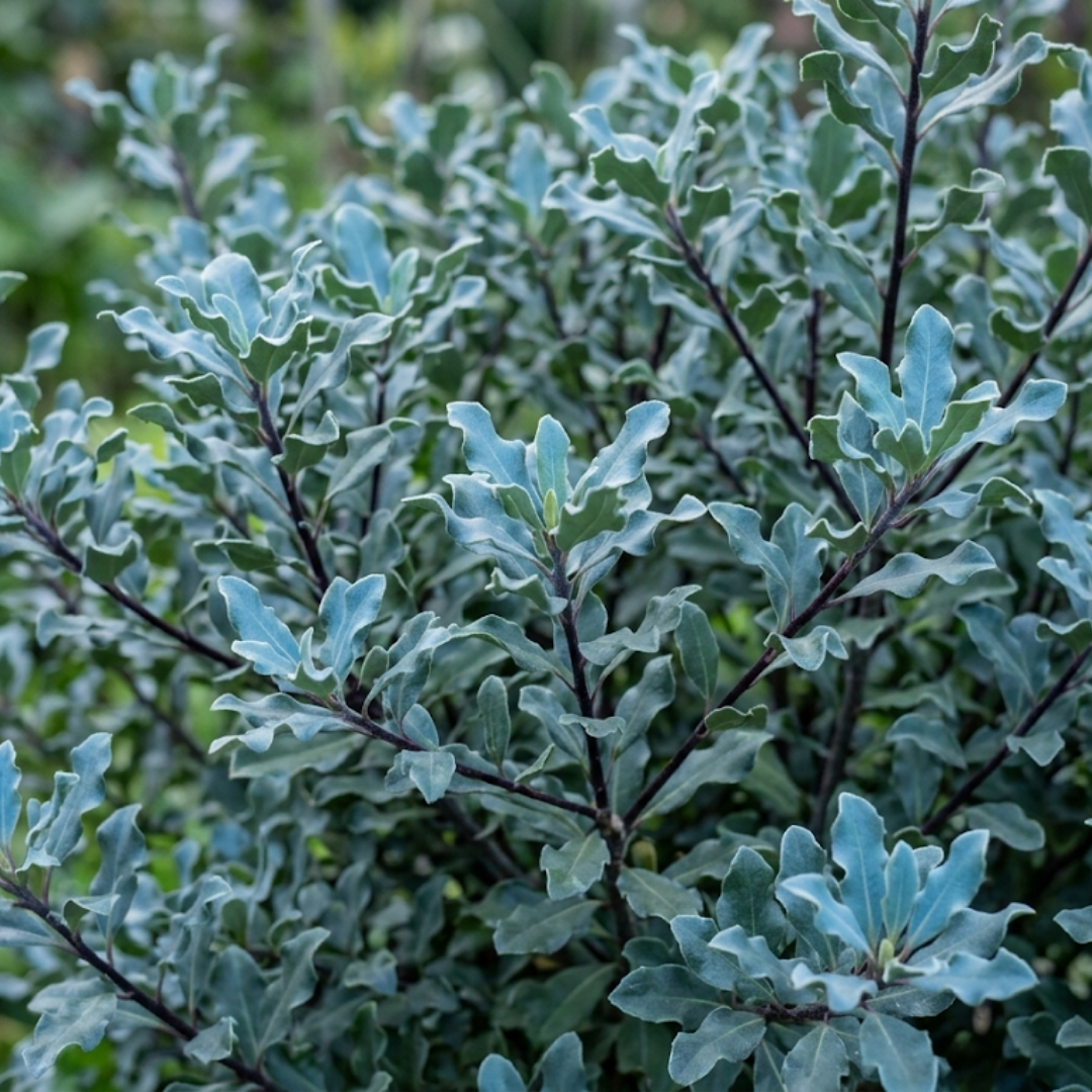 1 Large Plant - Pittosporum Atlantic Blue, Ready to Plant in Your Garden, 3L Pot