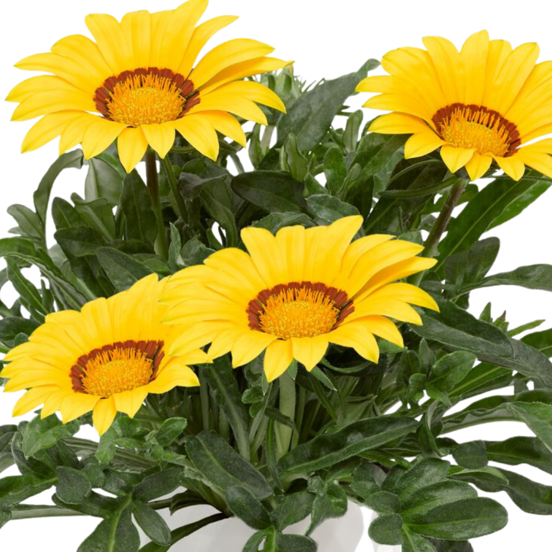 Set of 3 or 6 Large Plants - Gazania Kiss Yellow Improved, Ready to Plant in Your Garden