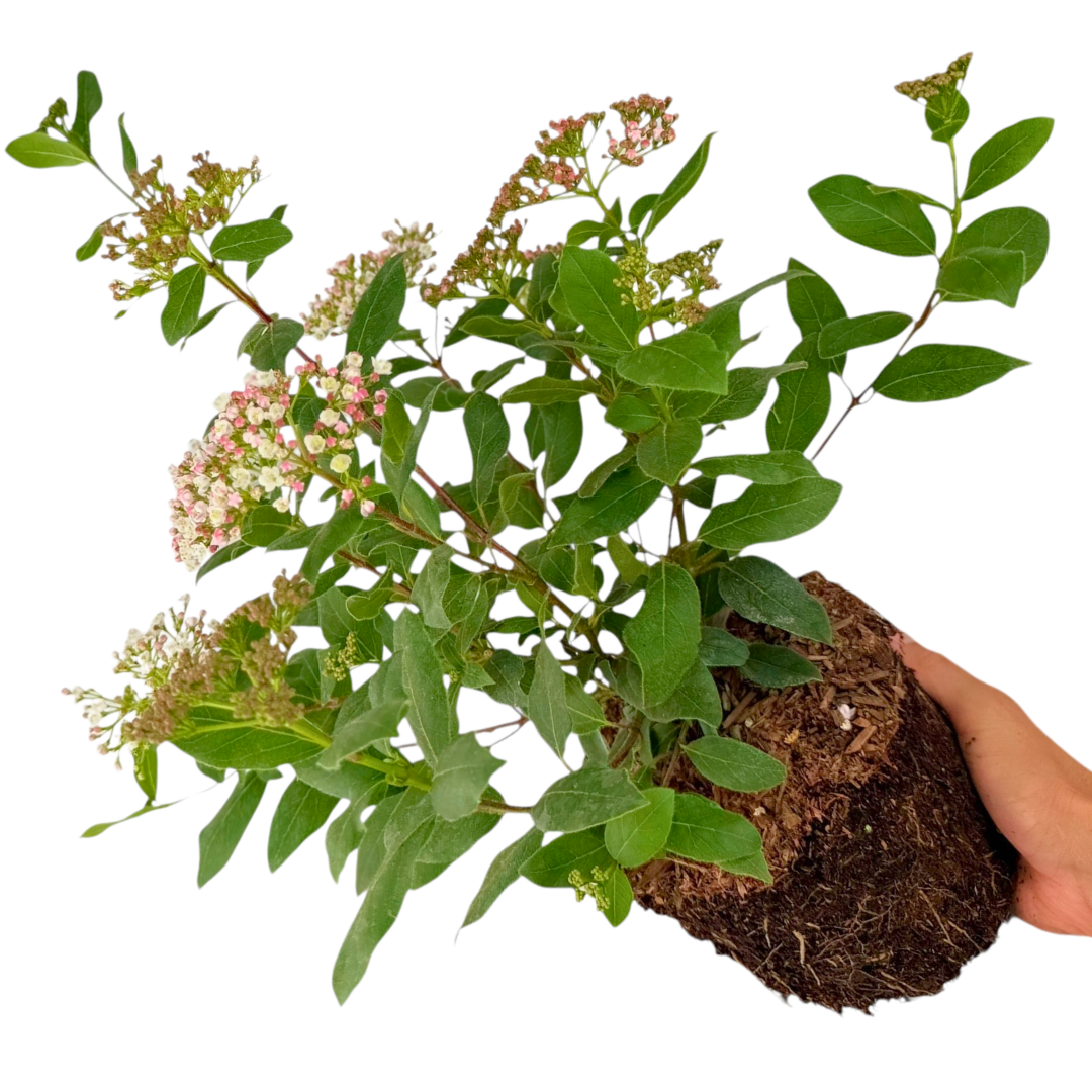 Viburnum Tinus 19cm/3L