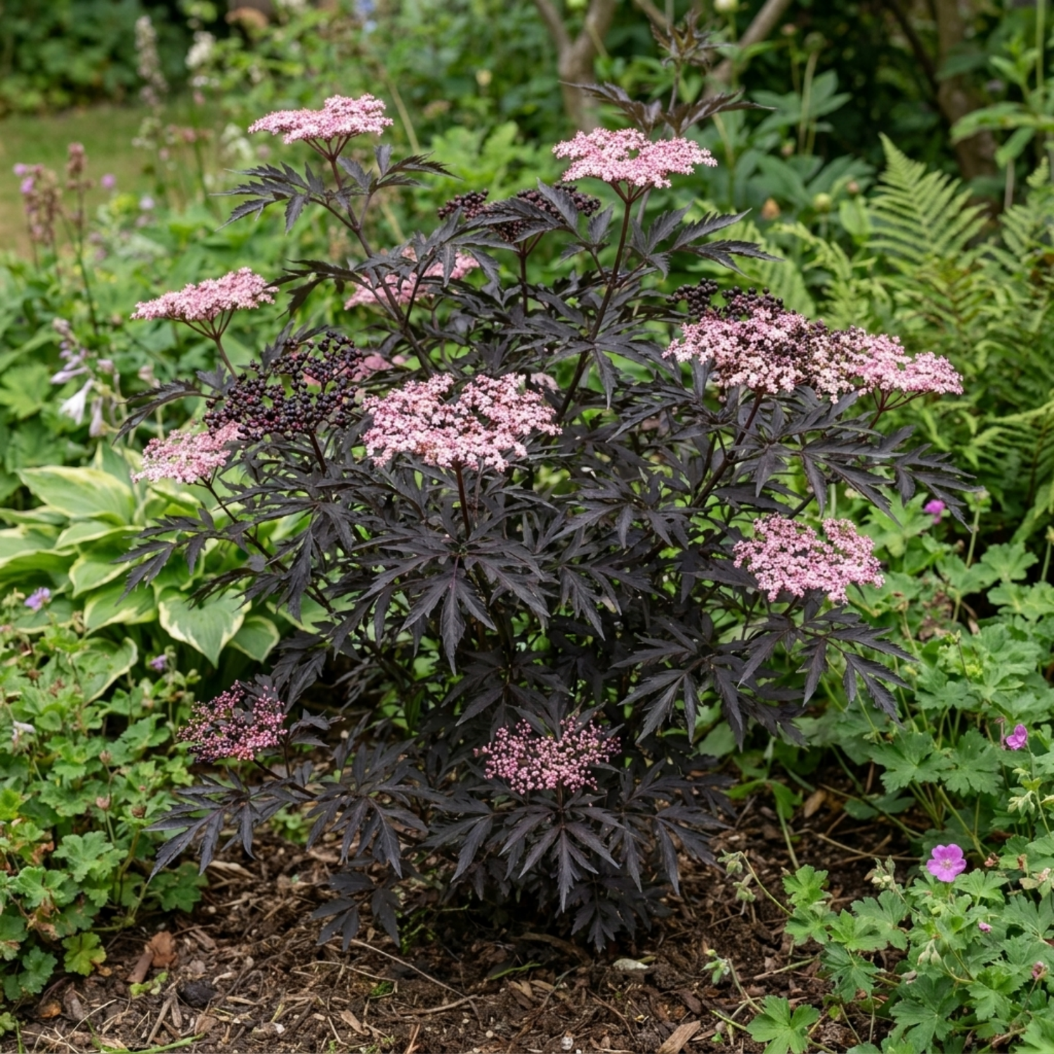 1 Sambucus Nigra Black Lace Elderberry Plant, Outdoor Hardy Perennial Garden Shrub, 3 Litre Root Ball