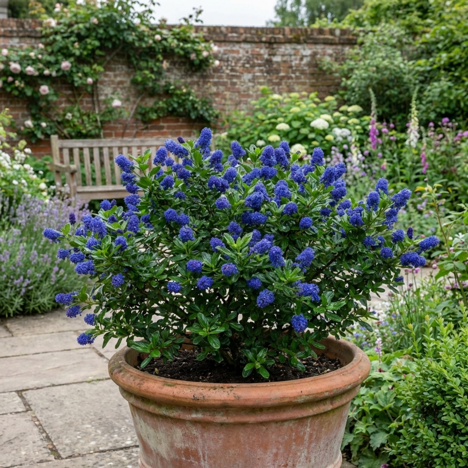 1 Ceanothus Puget Blue Plant | California Lilac Hardy Evergreen Blue Flowering Shrub, 3L Root-Ball