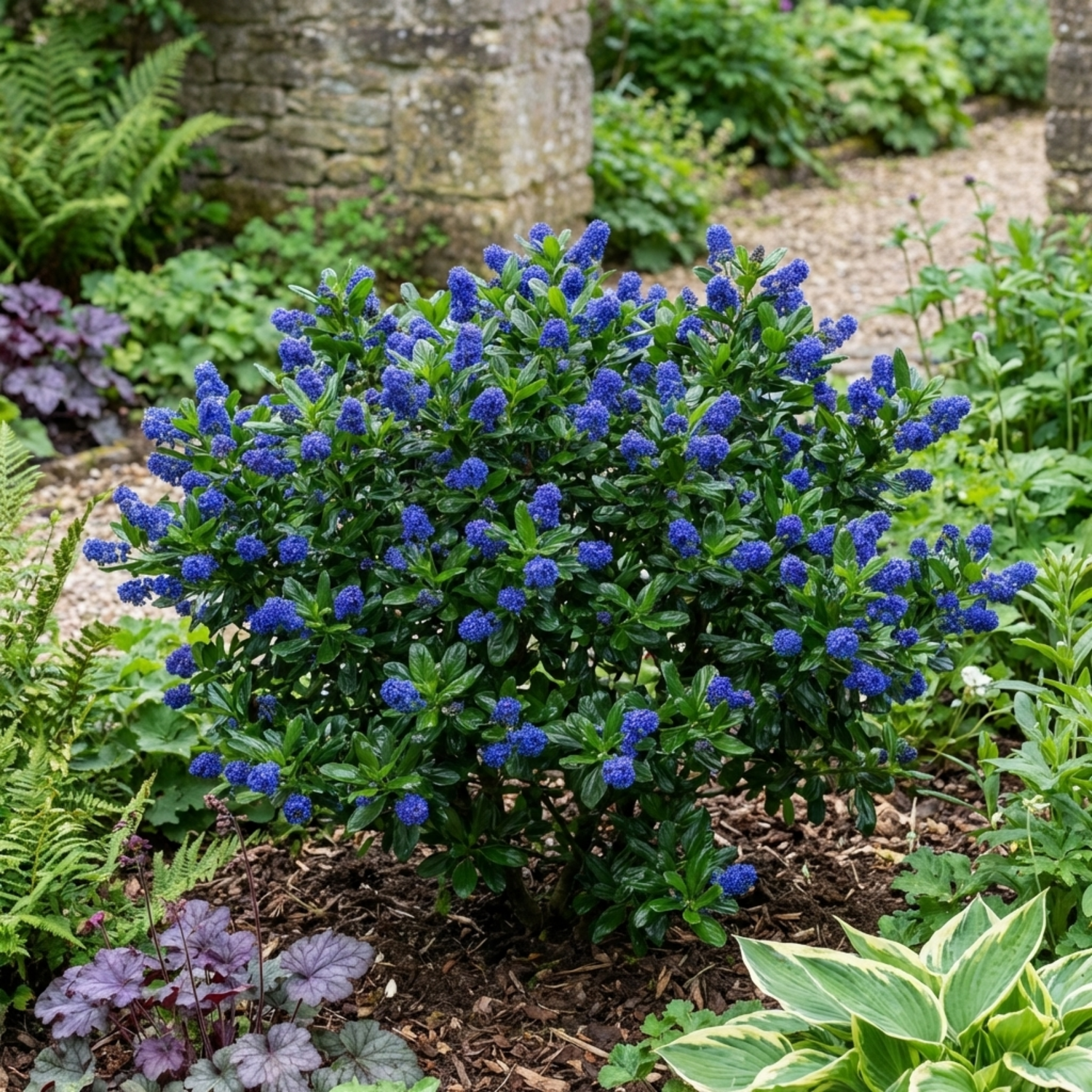 1 Ceanothus Puget Blue Plant | California Lilac Hardy Evergreen Blue Flowering Shrub, 3L Root-Ball