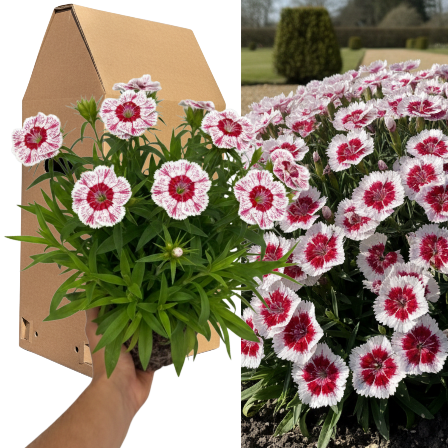 1 Large Plant - Dianthus Dart Red White Picotee, Ready to Plant in Your Garden