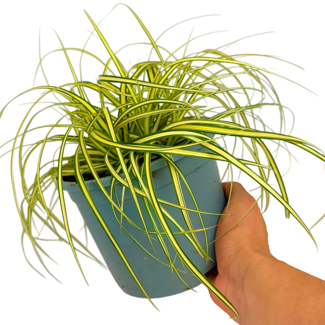 Carex Evergold