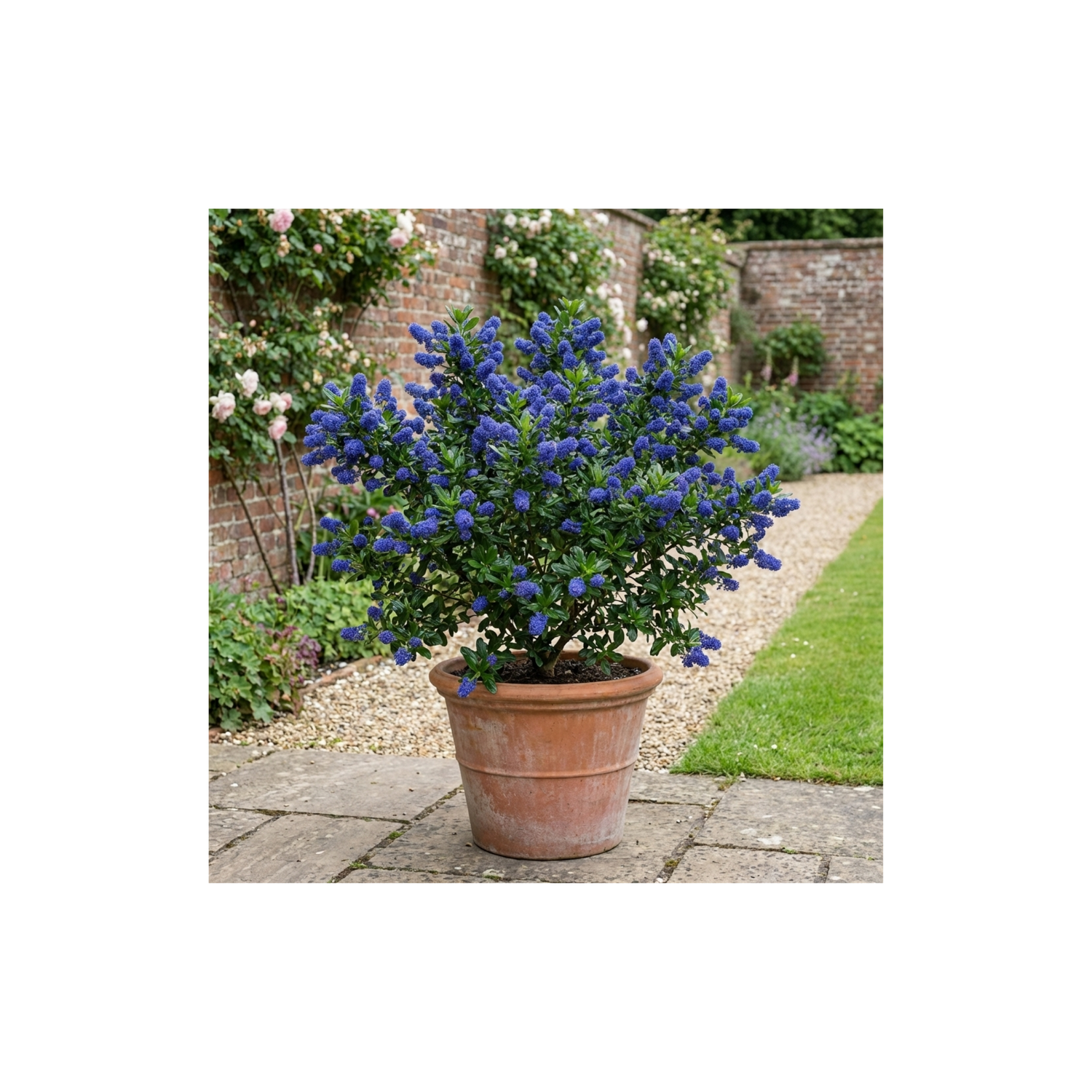 1 Ceanothus Victoria Plant, Hardy Evergreen Blue Flowering Shrub, Outdoor Garden Ready, 3 Litre Root-Ball