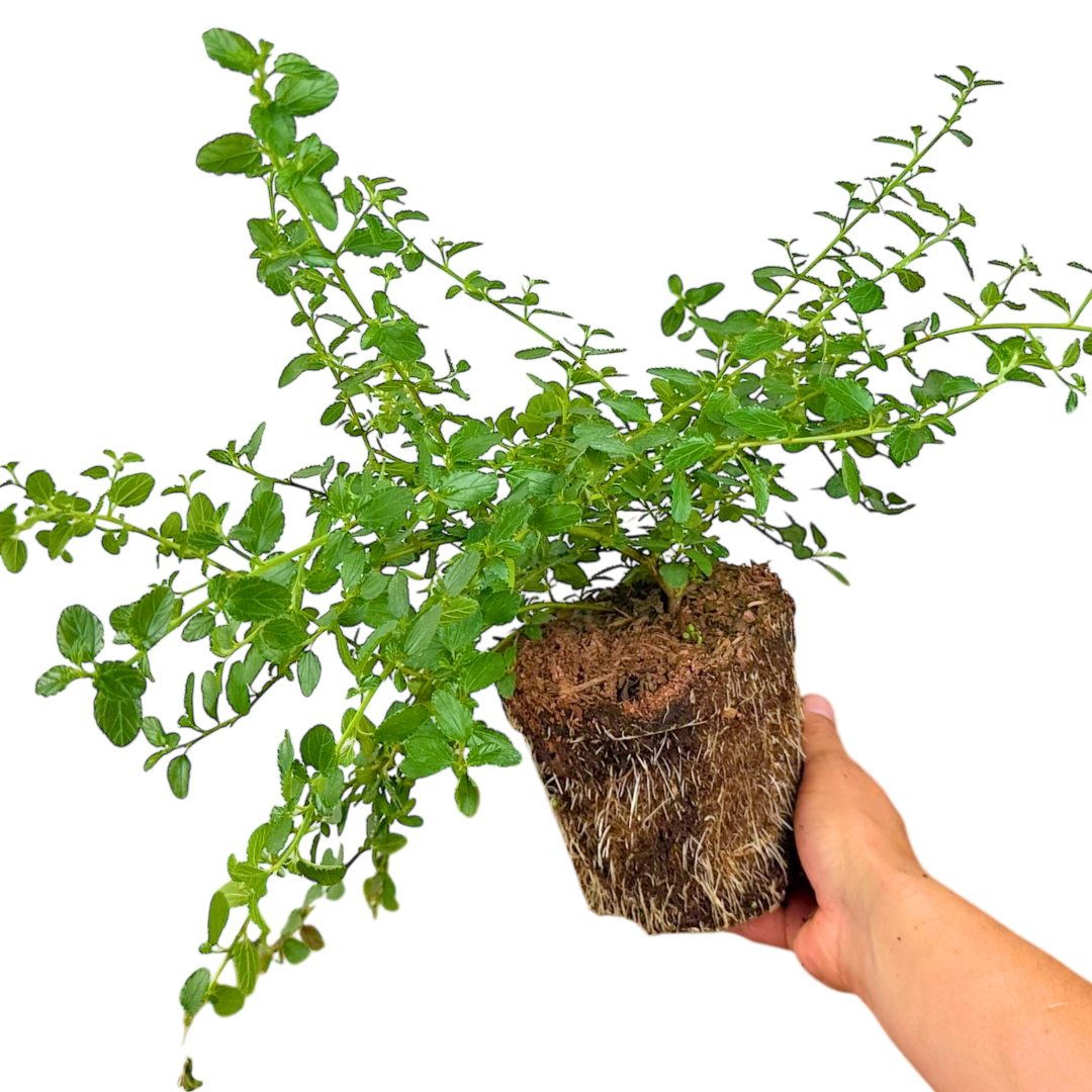 Ceanothus Repens