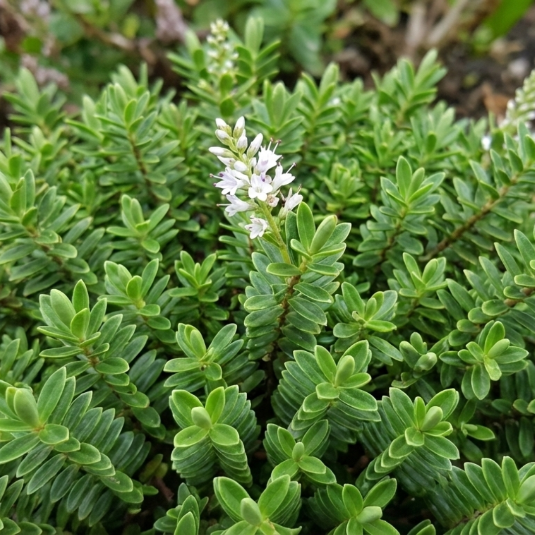 Hebe Little Leaves Green