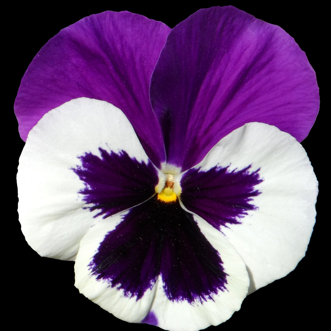 Upright Pansy Delta Pro Violet and White