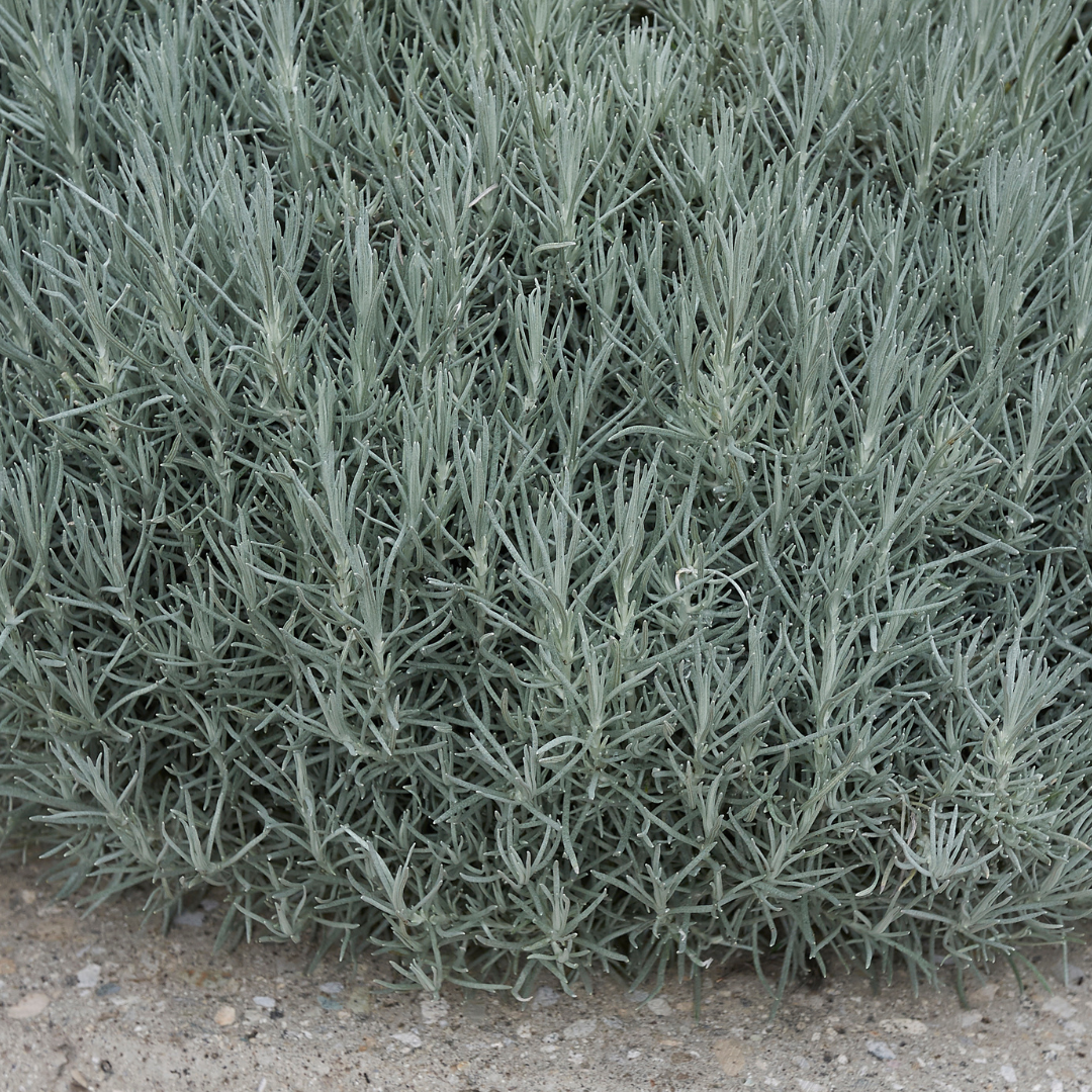 Curry Plant