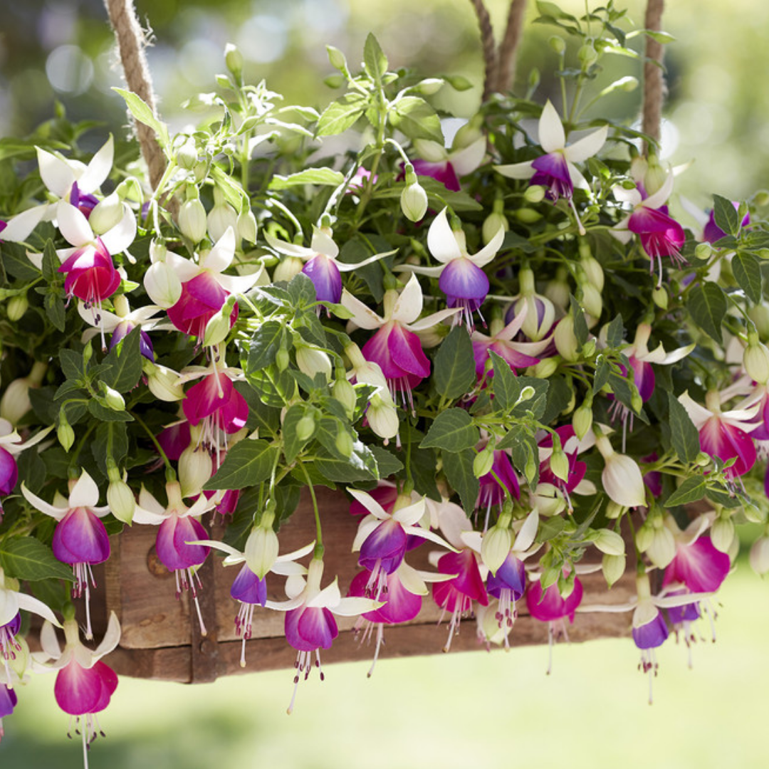 Set of 3 or 6 Large, Outdoor Garden Ready Plants - Fuchsia Bella Nora (White & Violet)