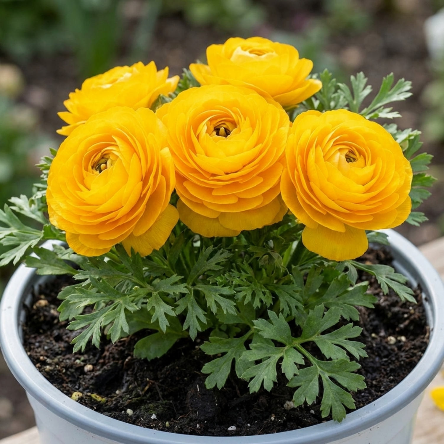 1 Ranunculus Vortex Golden Yellow Persian Buttercup Plant, Hardy Spring Flowering, 2Ltr Root-Ball