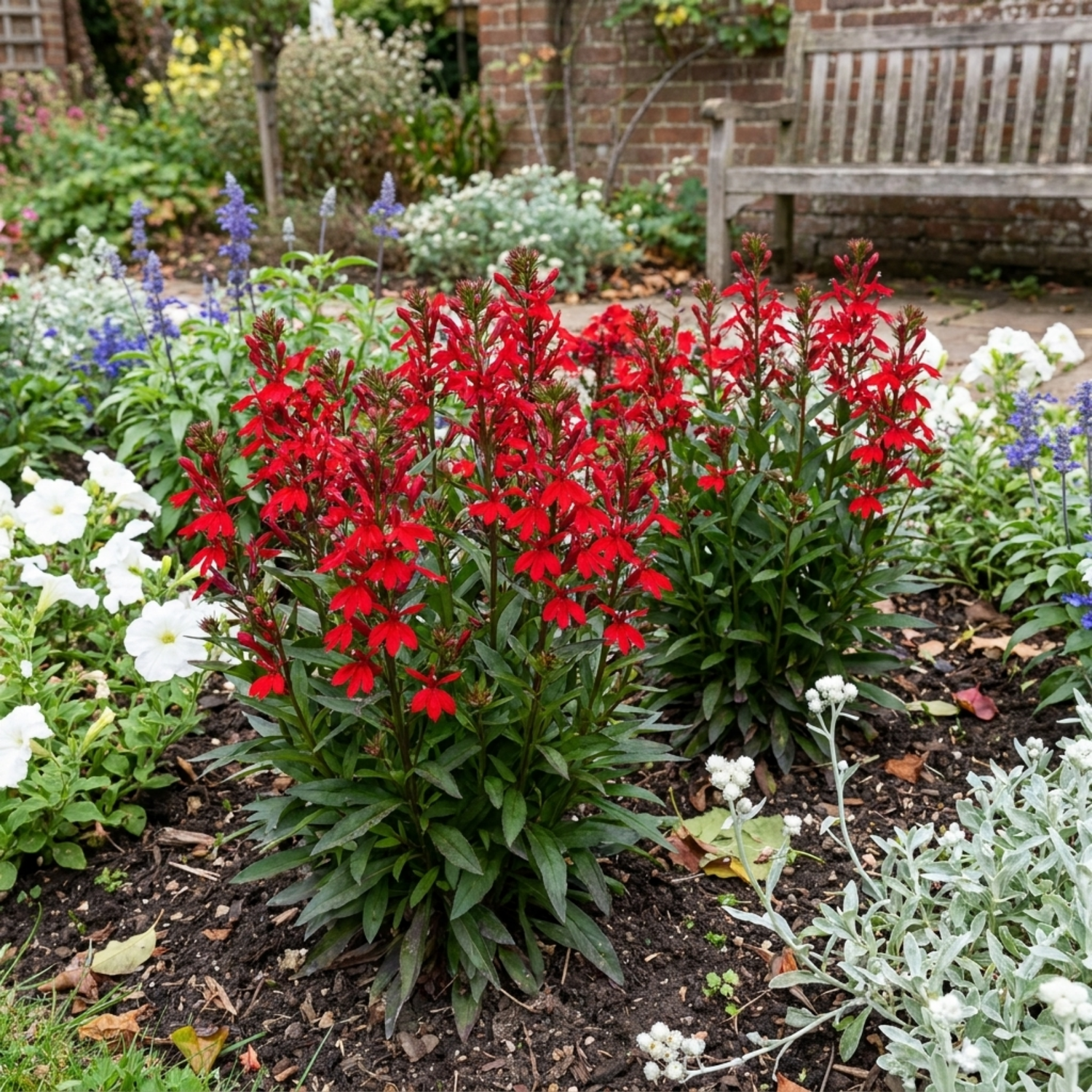 Set of 3 or 6 Lobelia Starship Scarlet Upright Hardy Perennial Plants, Summer Bedding, Garden Ready, 1 Litre Root Ball