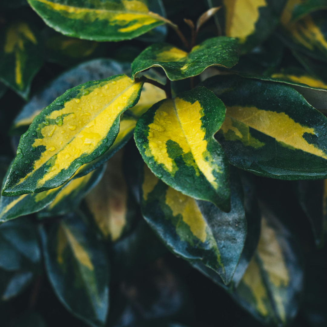 Elaeagnus Ebbingei Maryline