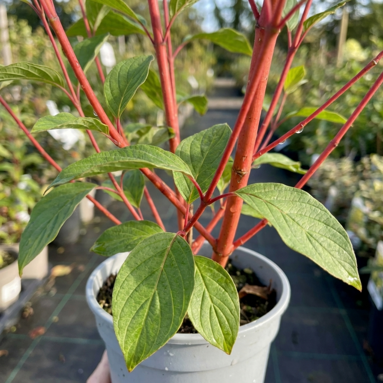 1 Cornus Alba Sibirica Red Stemmed Dogwood Plant, Winter Hardy Garden Shrub, 3 Litre Root Ball