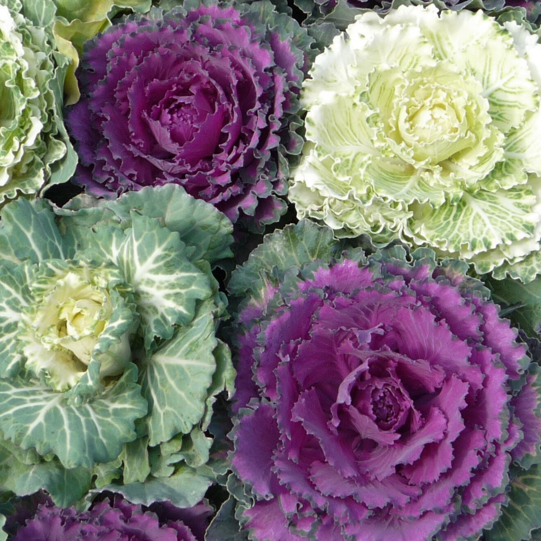 Ornamental Cabbage Growers selection