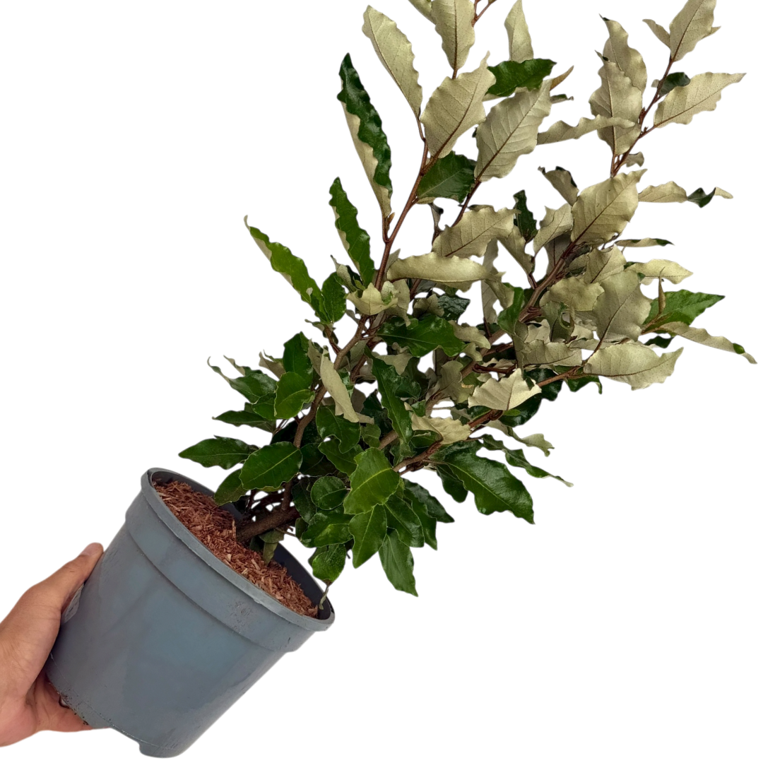 Elaeagnus Crispy