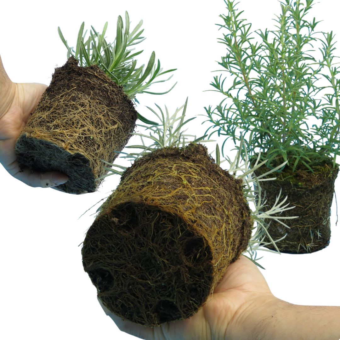 Aromatic Collection - Lavender, Helicrysum (curry plant), Rosemary