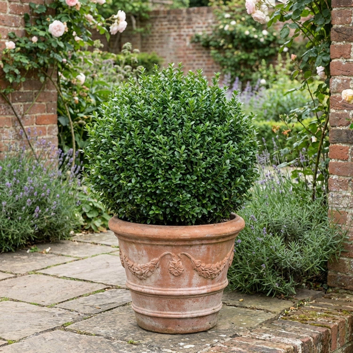 1 Euonymus Microphyllus Hardy Evergreen Hedge Plant, Buxus Alternative Garden Shrub, 26cm Root Ball