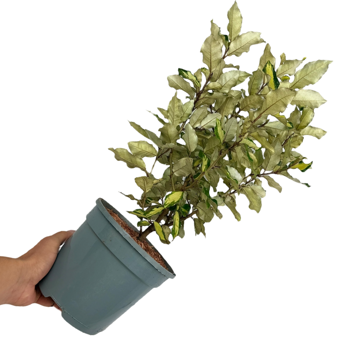 Elaeagnus Ebbingei Maryline