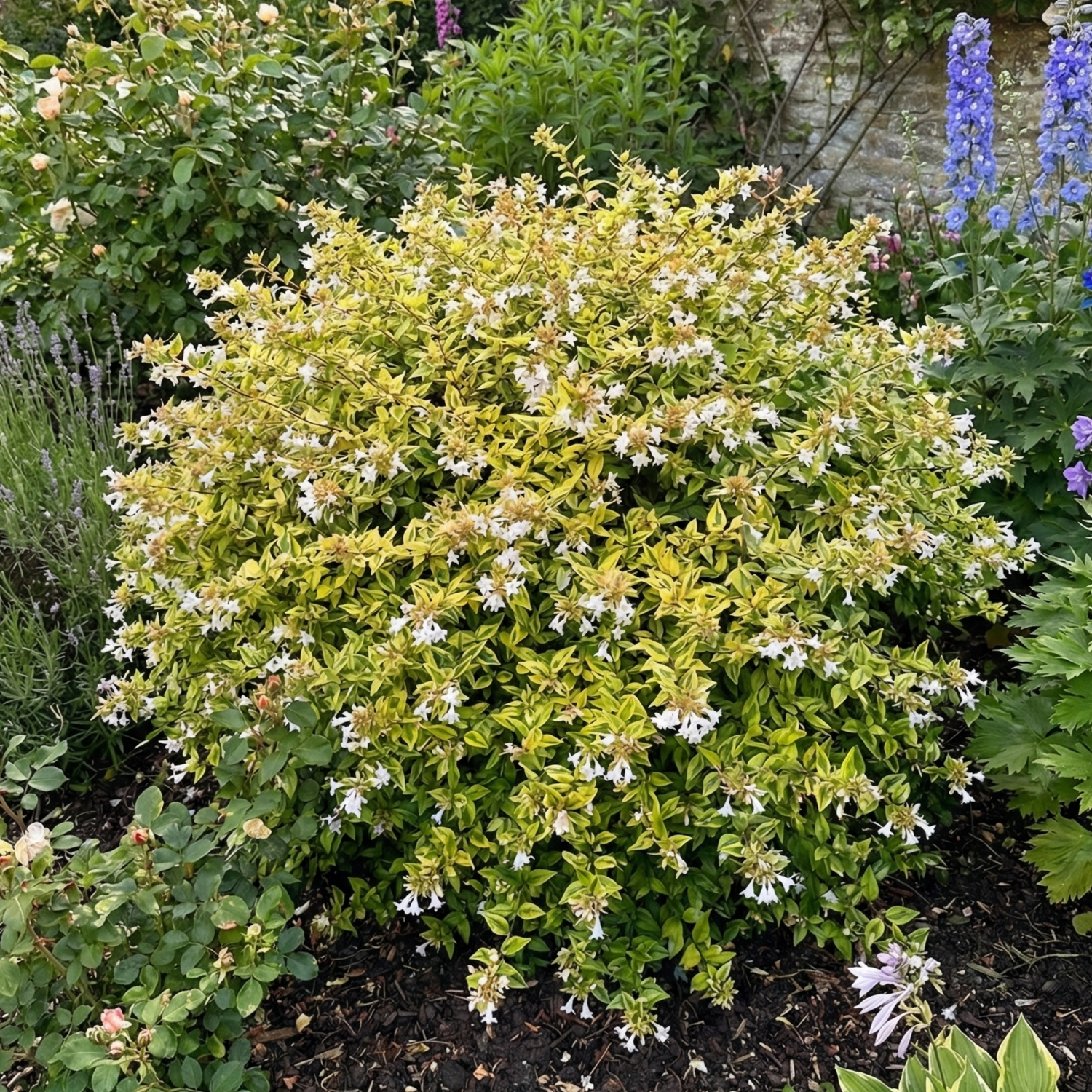 1 Large Plant - Abelia Francis Mason, Ready to Plant in Your Garden, 2L Pot