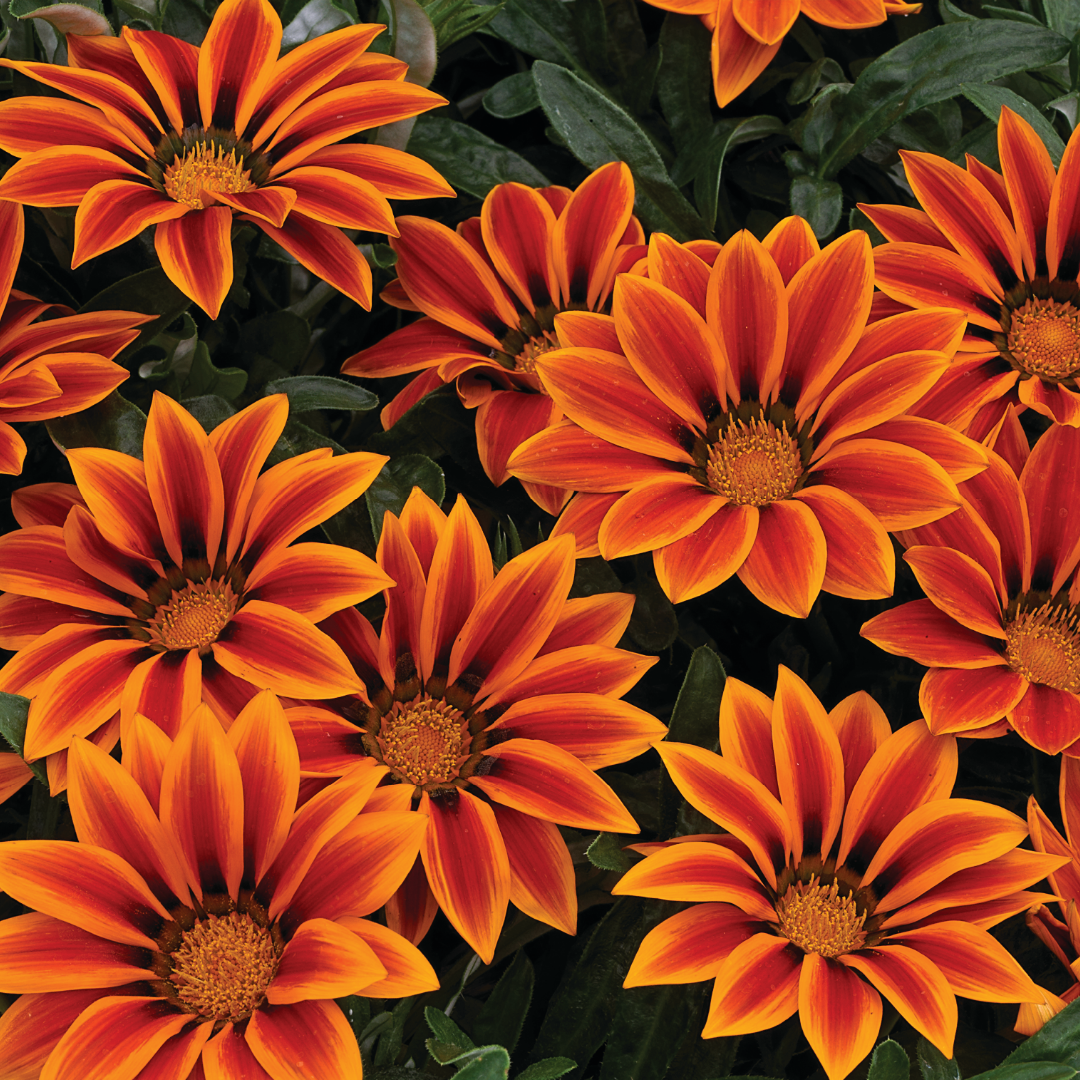 Set of 3 or 6 Large Plants - Gazania Kiss Orange Flame, Ready to Plant in Your Garden