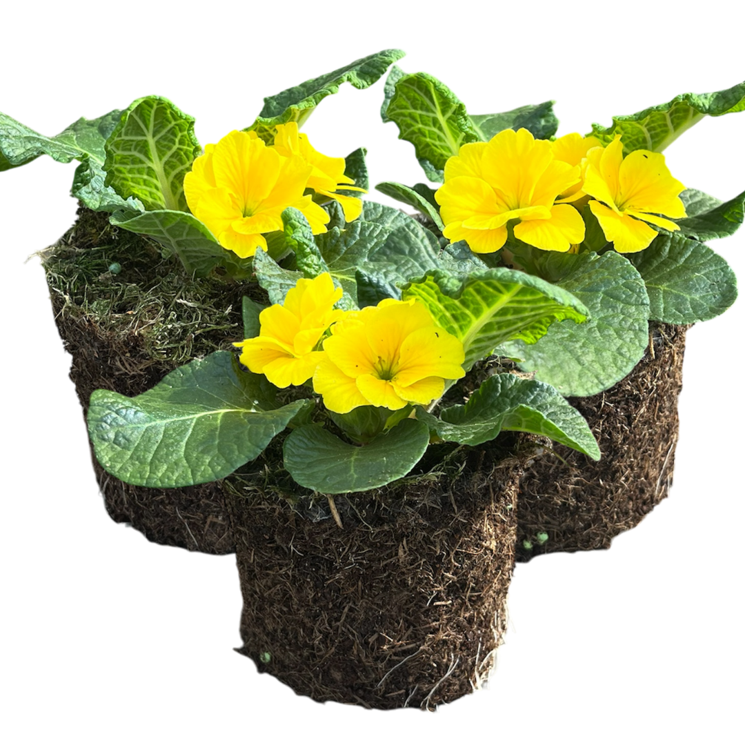Primrose Yellow