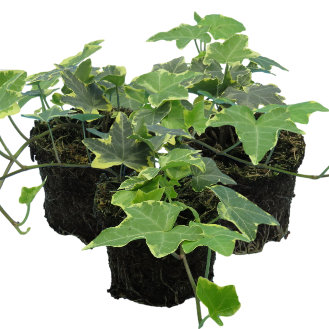 Hedera Helix Gold Variegated