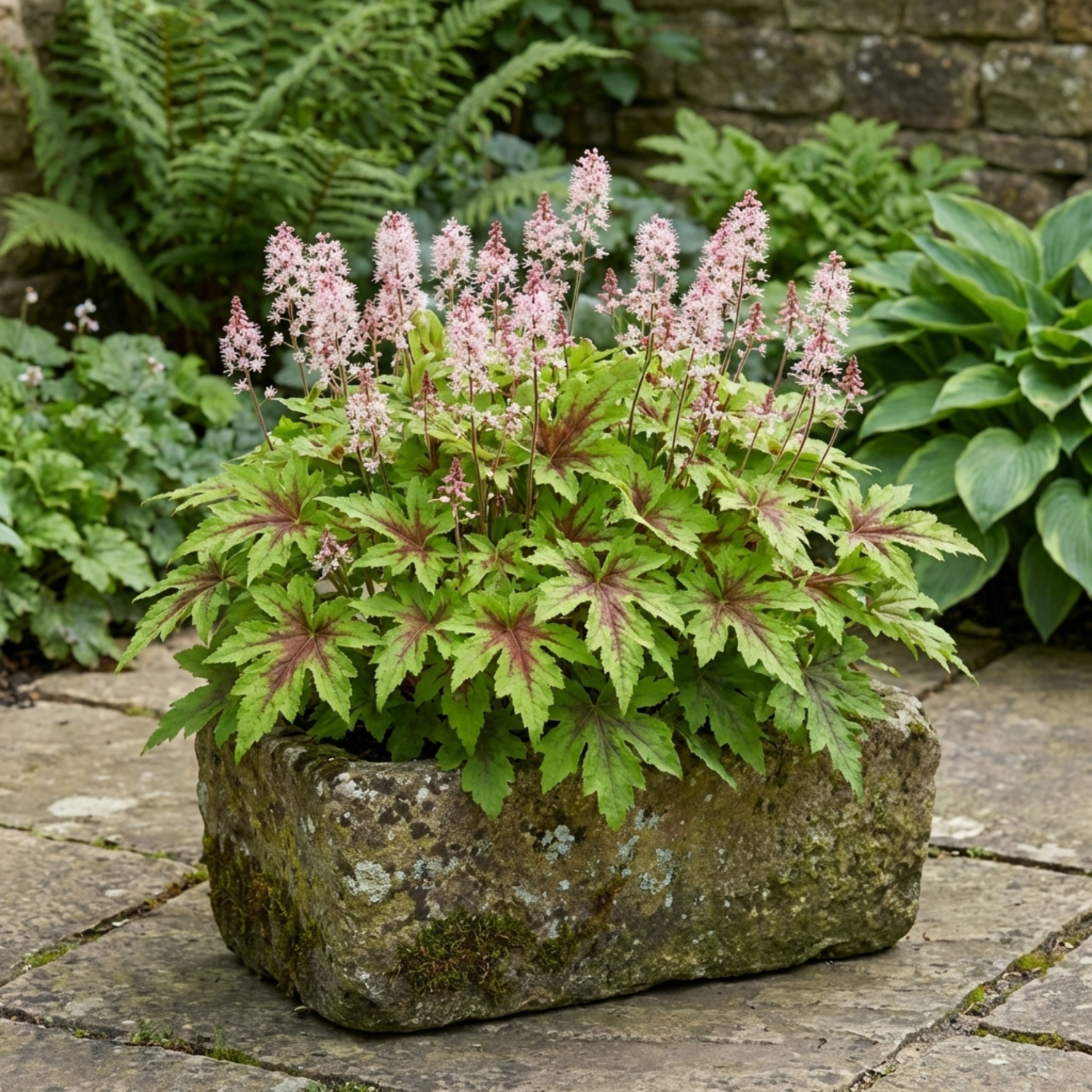1 Tiarella Angel Wings Foam Flower Plant, Hardy Shade Loving Perennial, 2 Litre Root Ball