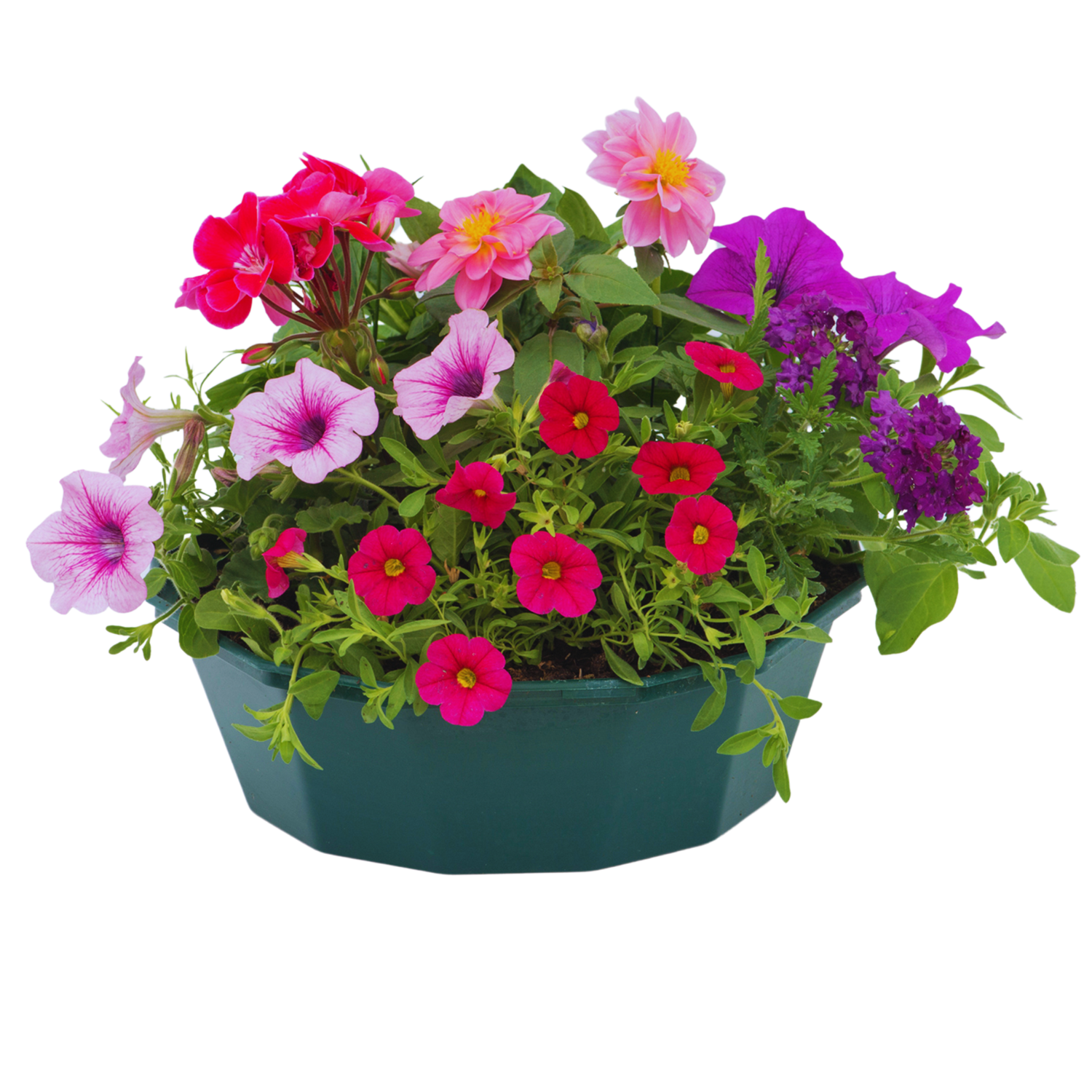 7 Colour Coordinated Plants - Sophistication Theme Speedplanter, Garden Ready