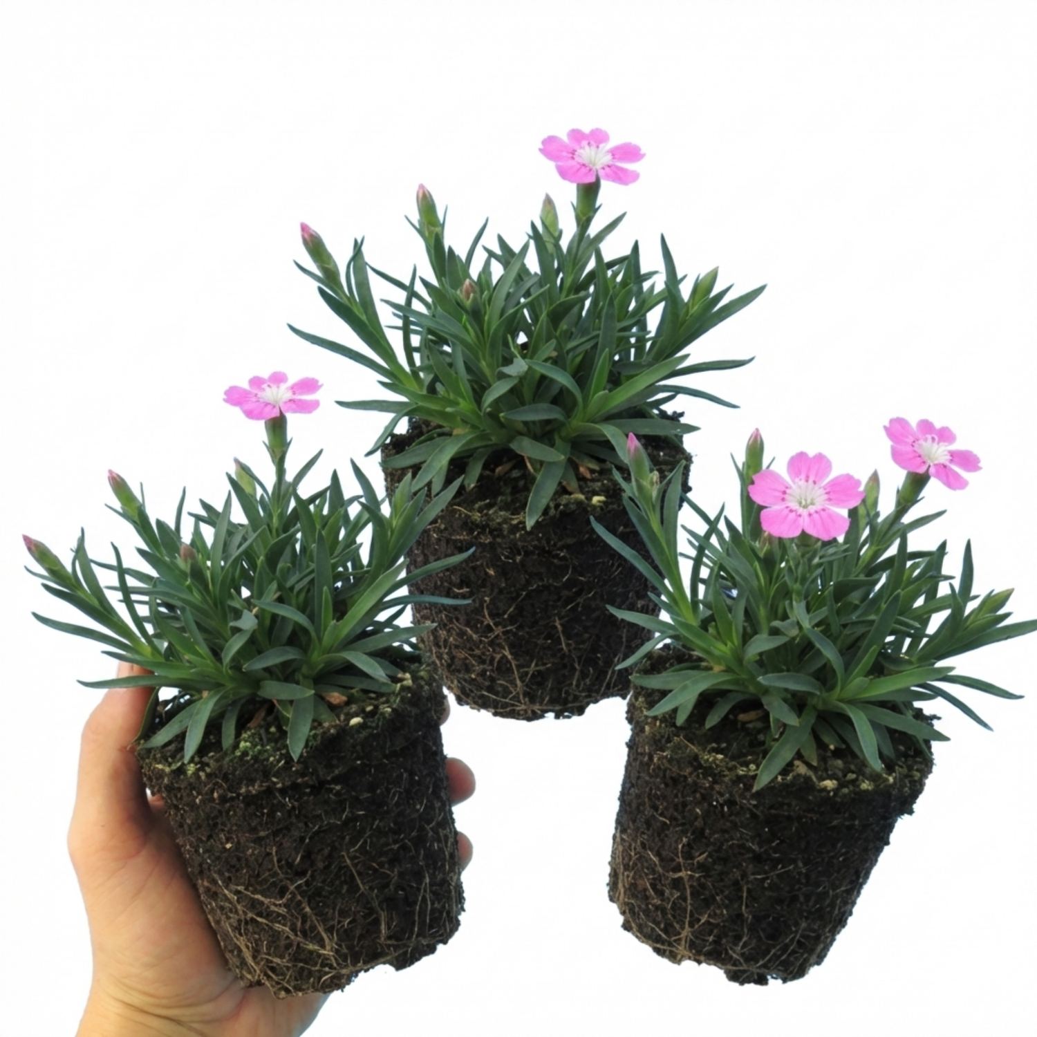 Set of 3 or 6 Silene Schafta Autumn Catchfly Hardy Perennial Plants, Pink Flowering Alpine Ground Cover, Outdoor Garden Ready, 1 Litre Root-Ball
