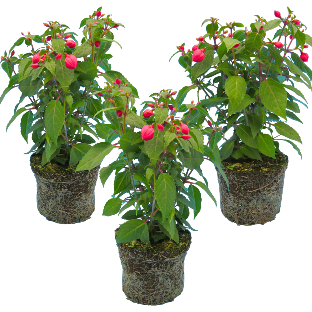 Set of 3 or 6 Large Plants - Fuchsia Diva Rose & Violet, Ready to Plant in Your Garden