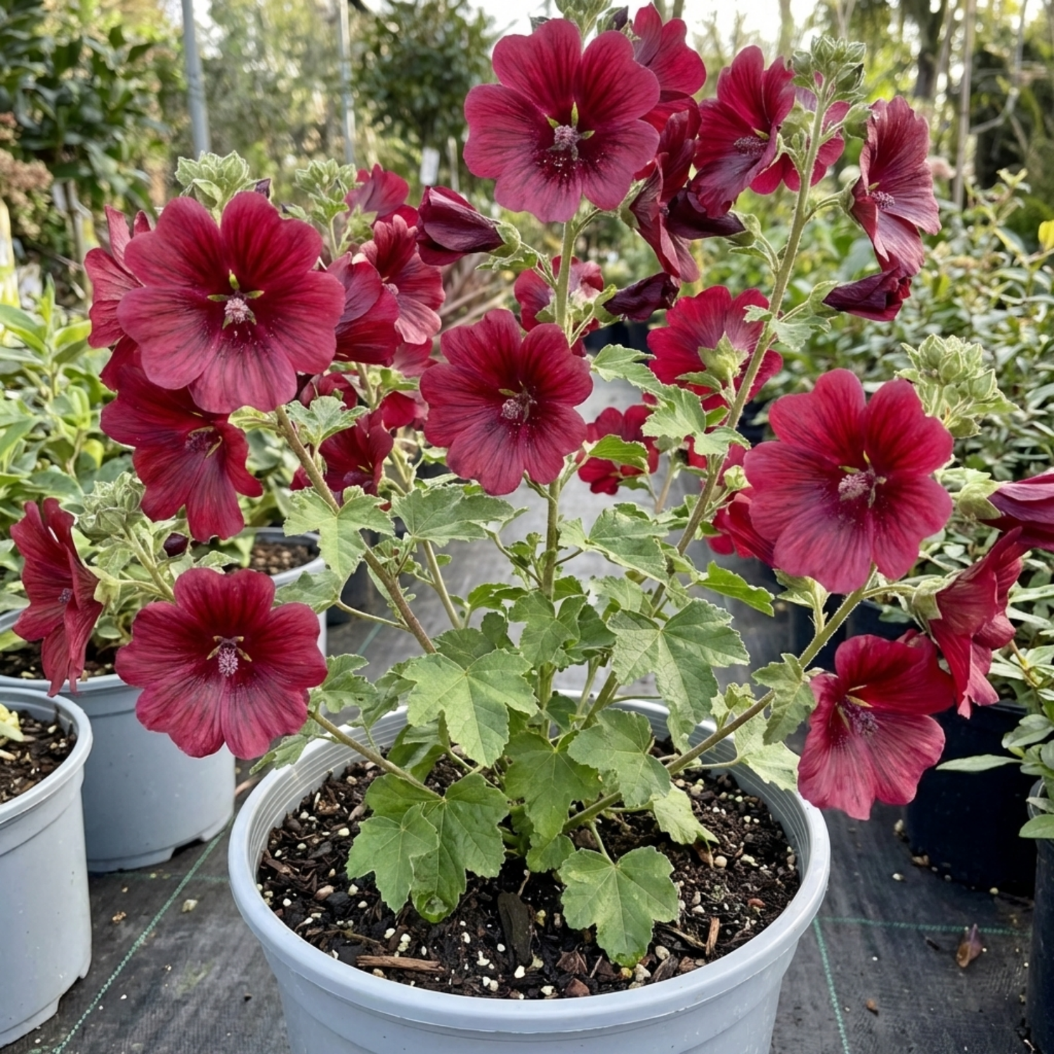 1 Lavatera Burgundy Wine Tree Mallow, Hardy Perennial Flowering Shrub for Cottage Garden, 2L Root-Ball