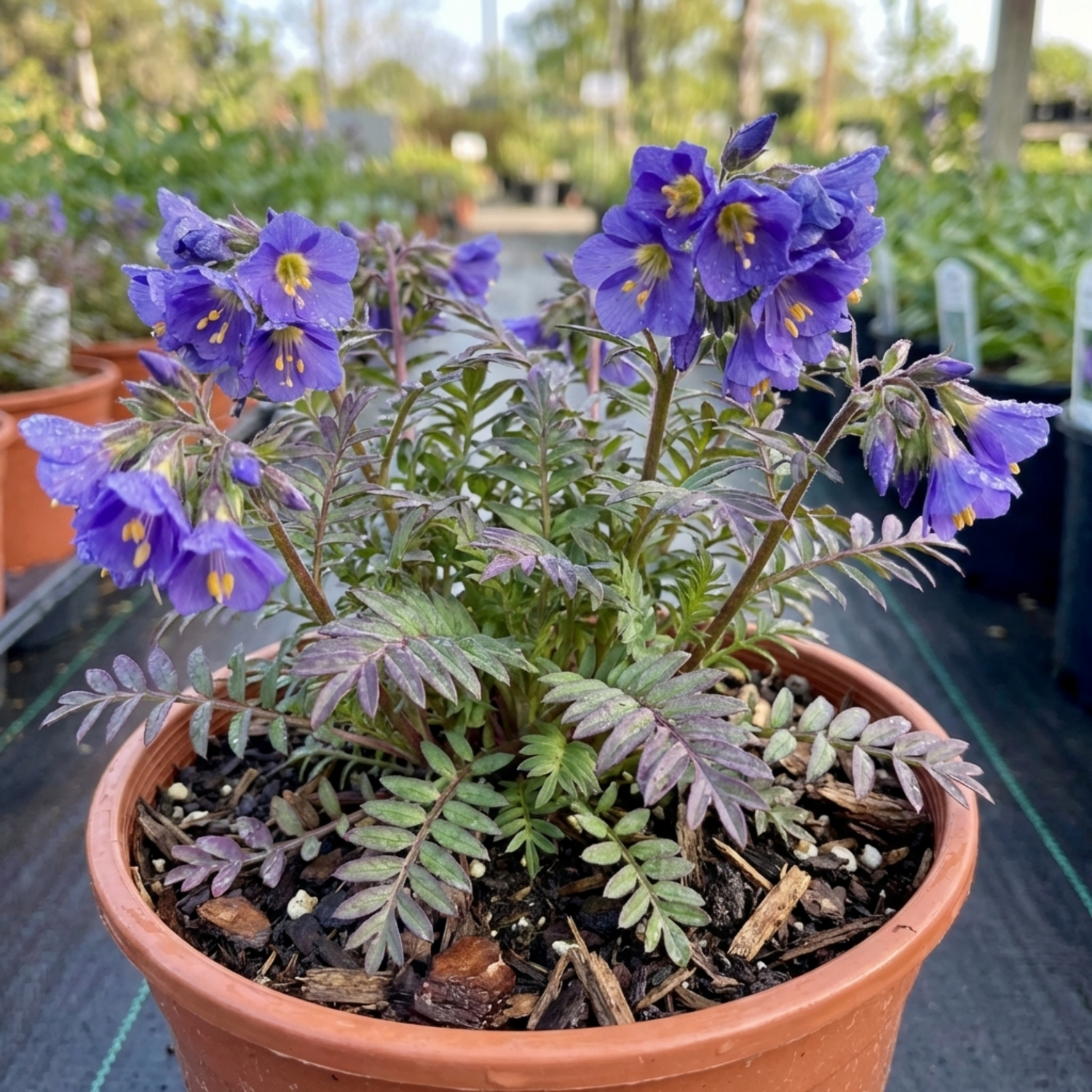 1 Polemonium Heaven Scent Flowering Plant, Hardy Perennial for Cottage Garden, Bee Friendly, 3 Litre Root Ball