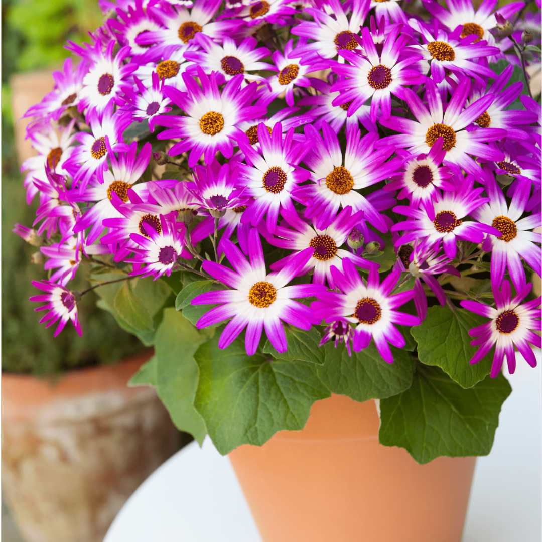 1 Large Bedding Plant - Senetti Pink Bicolour, Outdoor Garden Ready, 2L Pot