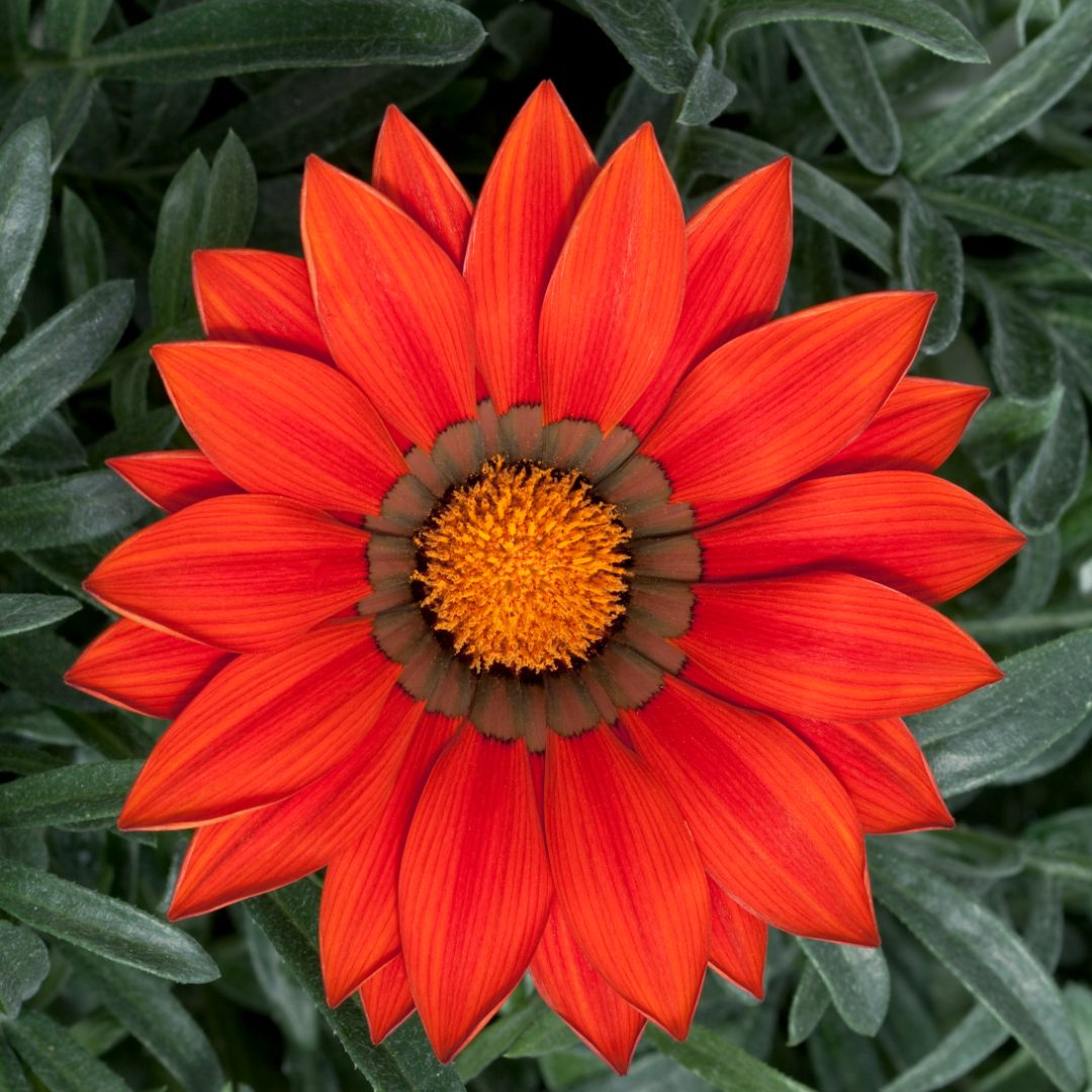 Set of 3 or 6 Large Plants - Gazania Kiss Red, Ready to Plant in Your Garden, Peat-Free